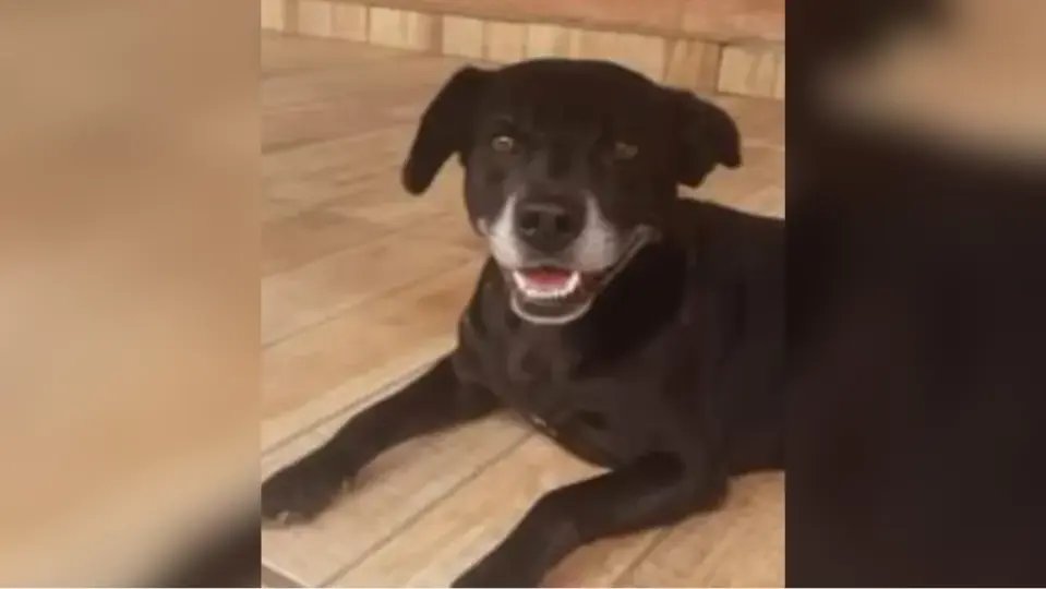 Suspeito de matar cão comunitário é denunciado pelo MPSC