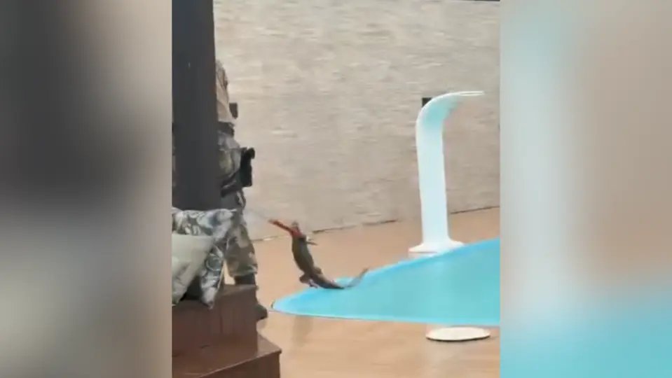 (VÍDEO) Filhote de jacaré é encontrado dentro de piscina após fortes chuvas