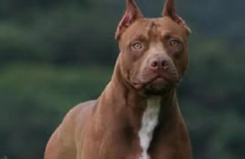 PM diz que tutor de pitbull não foi localizado no local após ataque