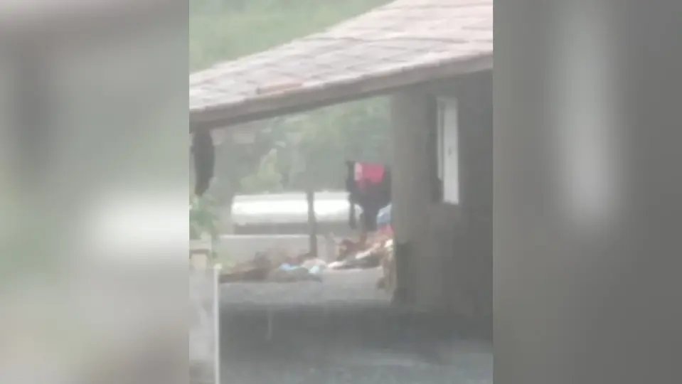 (VÍDEO) Pitbull ataca e mata outro cão em Brusque