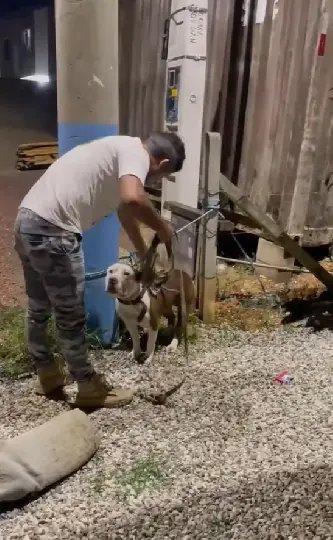 (VÍDEO) Pitbull Zeus, que atacou mãe e filha, está sendo adestrado
