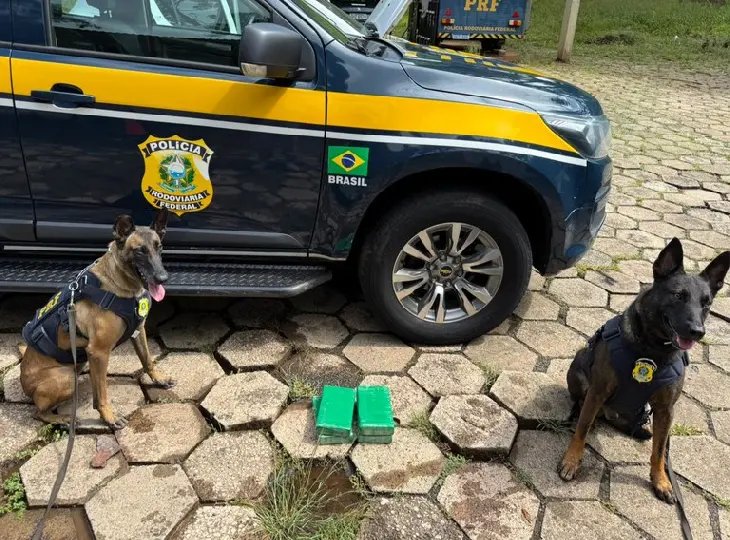 Cães de faro da PRF encontram cocaína escondida em automóvel