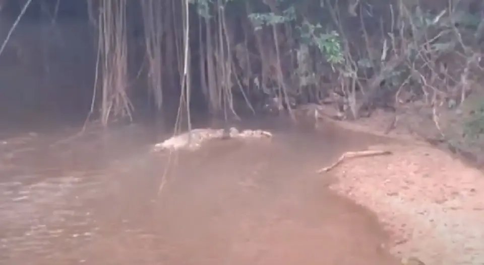 (VÍDEO) Morador se queixa de mau cheiro de cavalo em estado de decomposição
