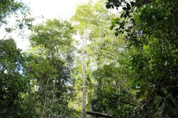 Polícia atualiza estado de saúde de bebê abandonado em mata