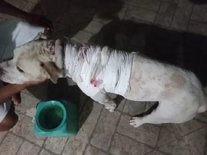 Tutor de border collie esfaqueia pitbull durante briga entre cães