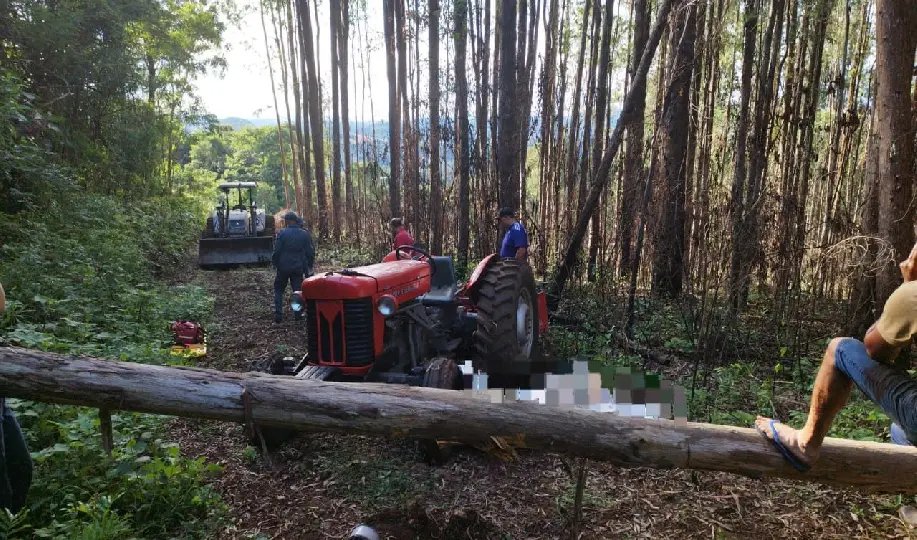 Homem morre após ser atingido por eucalipto em SC