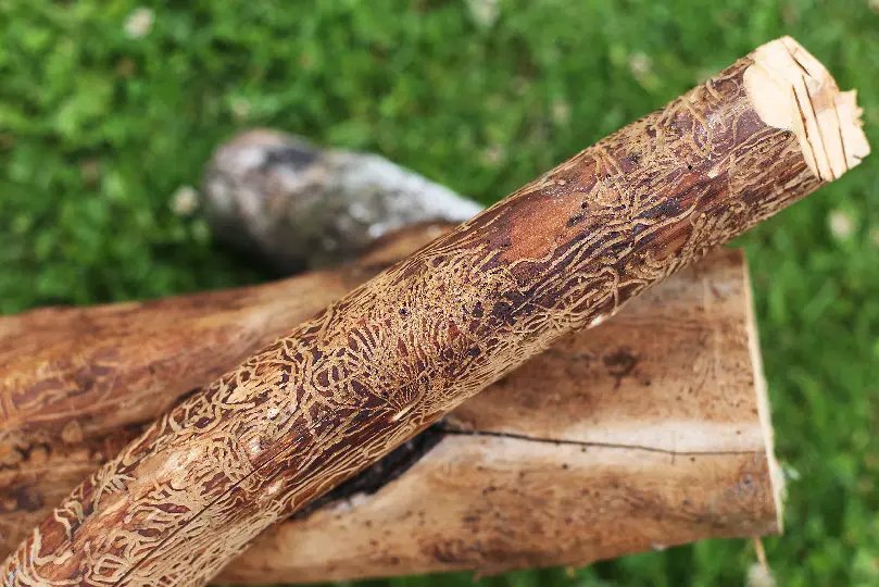 Casal é ameaçado com pedaço de madeira durante assalto