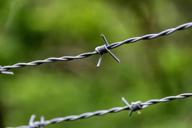 Cachorro é socorrido ao ficar preso em fio de arame farpado 