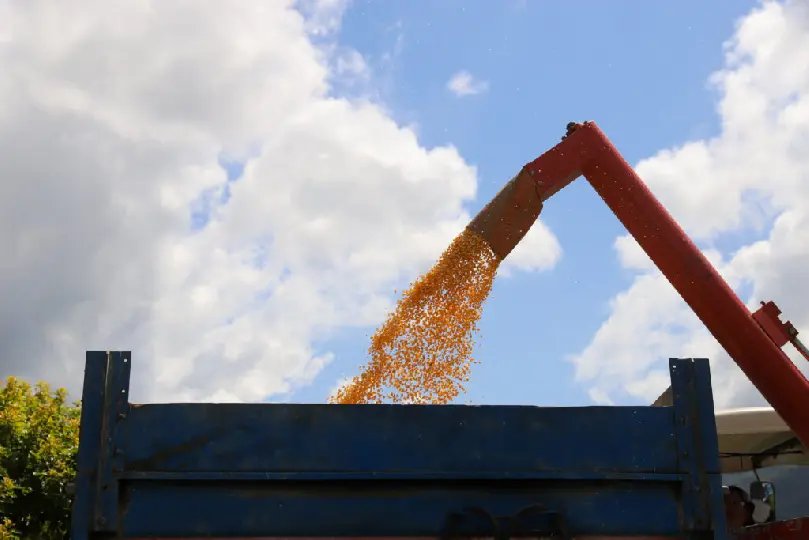 Colheita do milho em Guabiruba: prefeitura diz que média é de 140 sacos por hectare