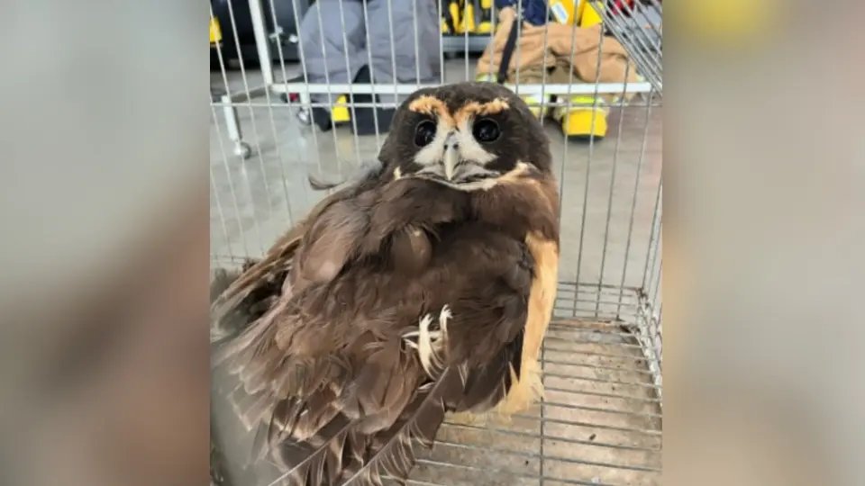 Coruja fica presa a arame farpado e é resgatada por bombeiros