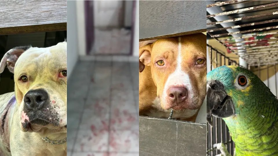 Possível caso de maus-tratos é descoberto após pitbulls matarem poodle e ferirem idosos