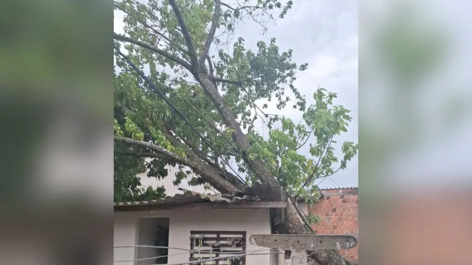 Temporal derruba árvore sobre casa no Rio Branco