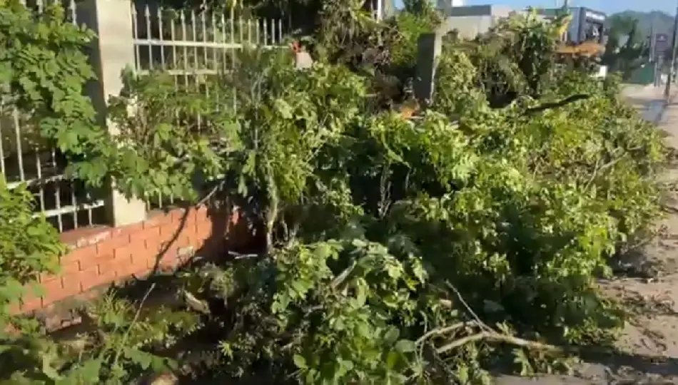 (VÍDEO) Árvore centenária cai em muro de loja durante temporal