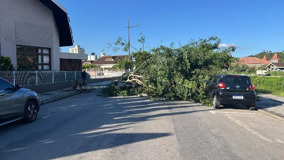 Trânsito é interrompido na Arno Carlos Gracher após queda de árvore