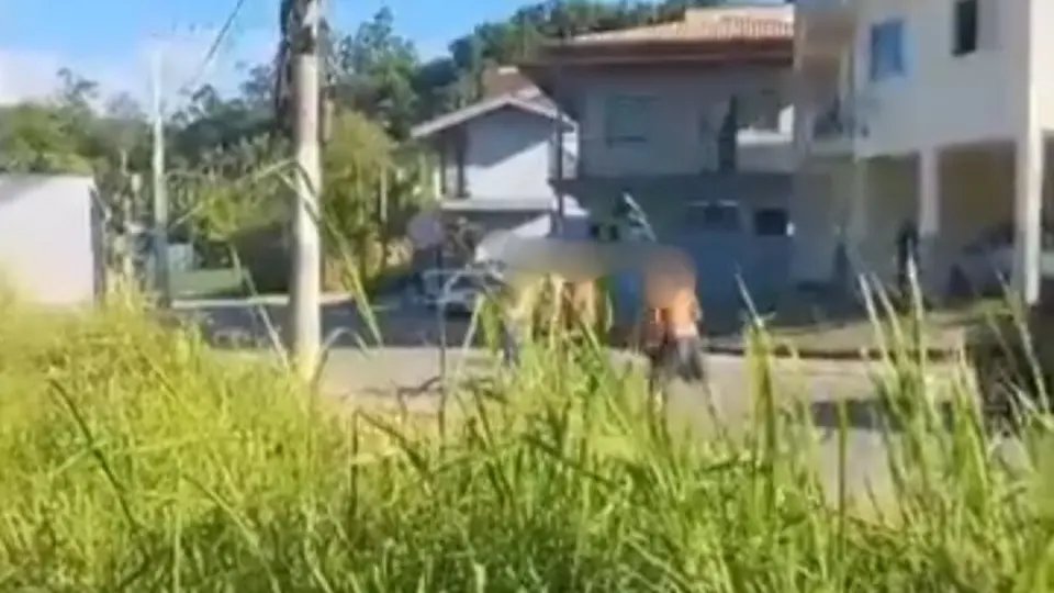 Vídeo mostra momento após homem ser esfaqueado e morrer em Brusque