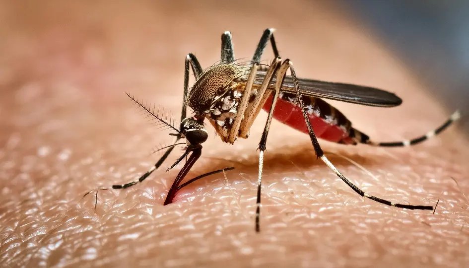 Santa Catarina registra duas mortes por chikungunya em 2025