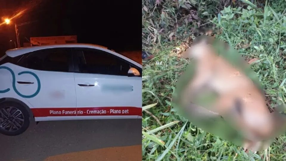 Onça morre após ser atropelada por carro na SC-415