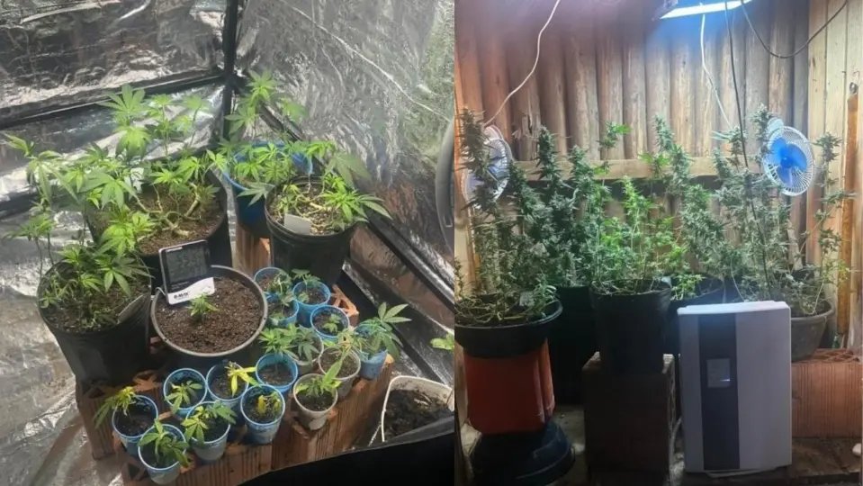 Detido tenta cultivo medicinal da maconha, tem pedido negado e polícia faz descoberta