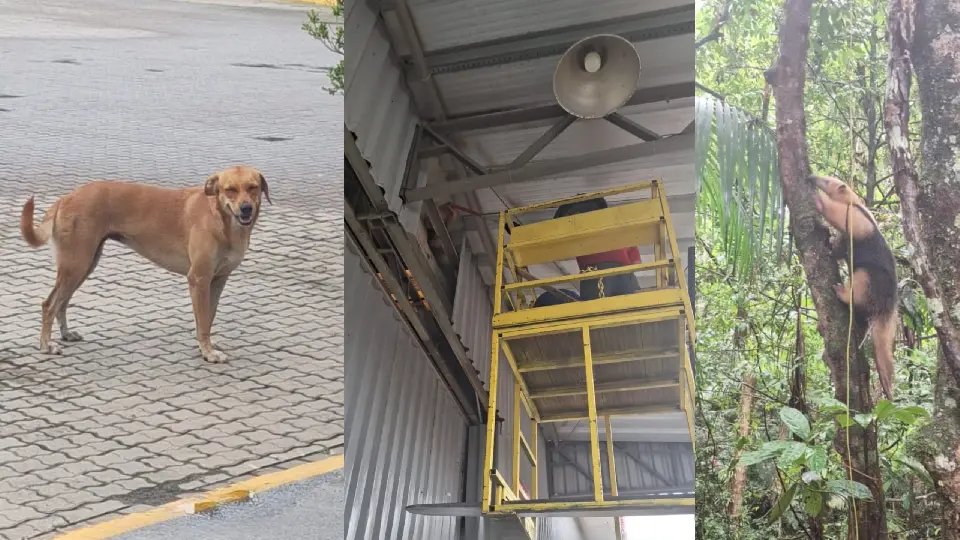 Cão caramelo assusta tamanduá que sobe galpão e é salvo pelos Bombeiros