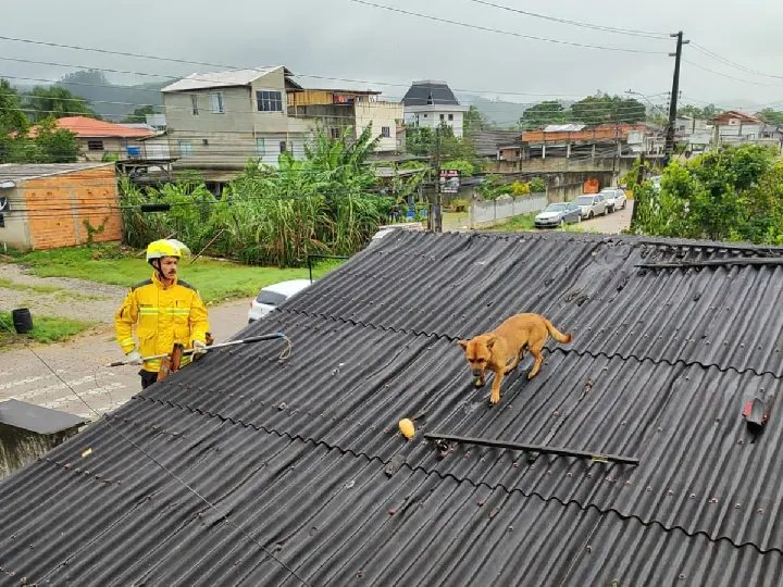 Cachorro persegue gato, mas precisa ser resgatado ao ficar preso em cima do telhado 
