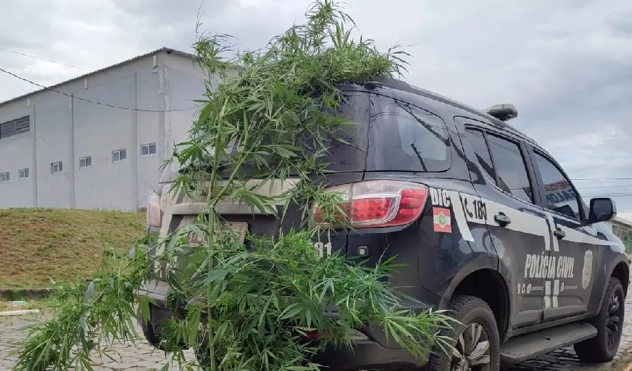 Pé de maconha de 2,5 kg é encontrado perto de creche em SC