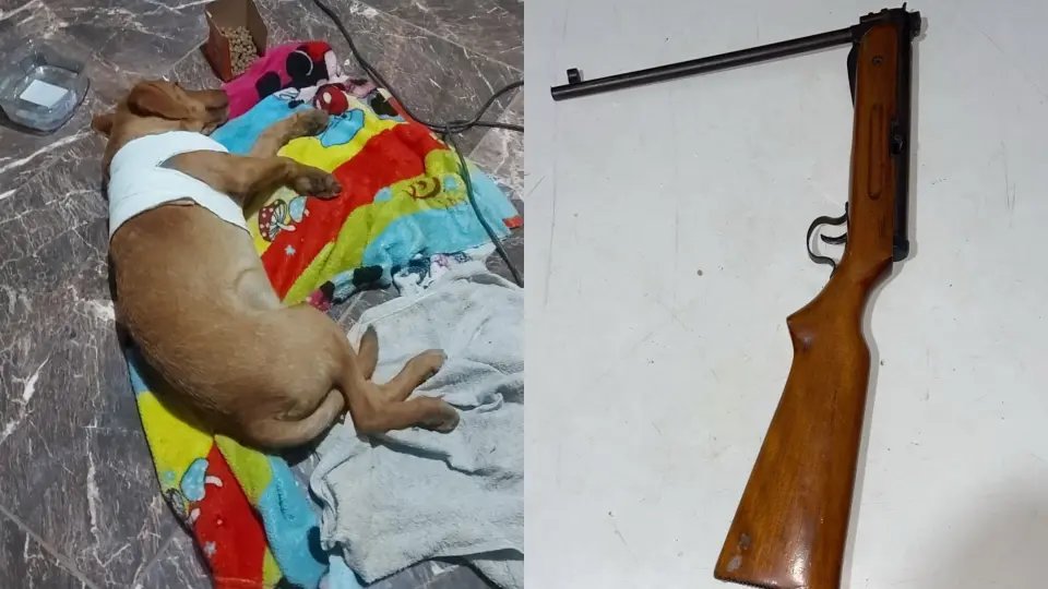 Vizinho atira em cachorro e confessa crime à polícia