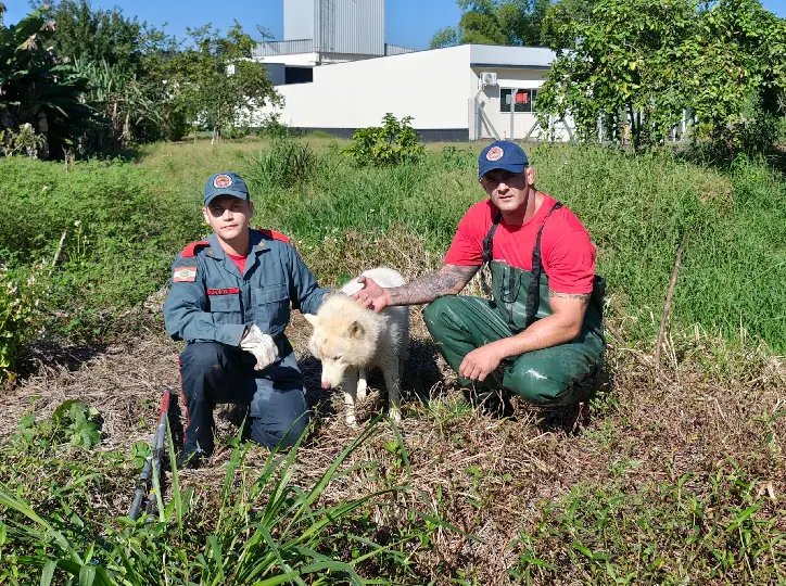 Bombeiros resgatam cachorro preso na vegetação no Águas Claras