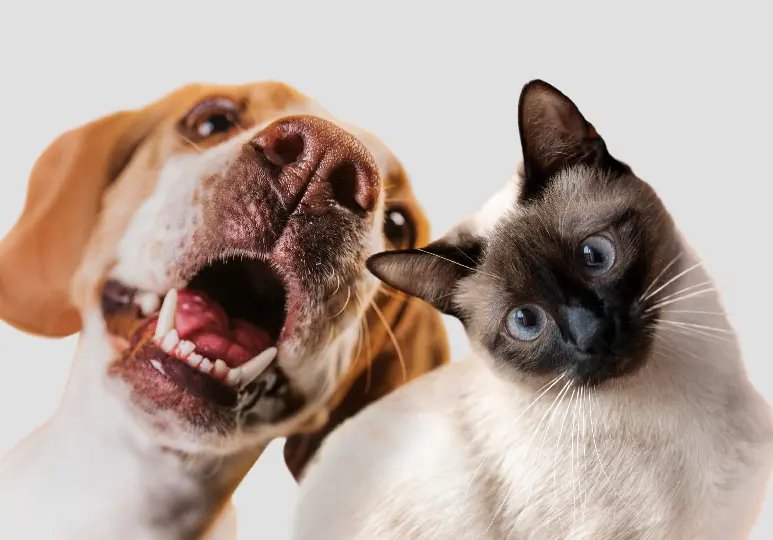 Novo RG Animal já está valendo veja como funciona o SinPatinhas 