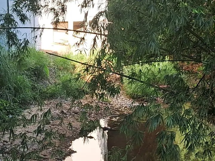 (VÍDEO) Morador cobra limpeza de riacho e poda de bambus no bairro Ponta Russa