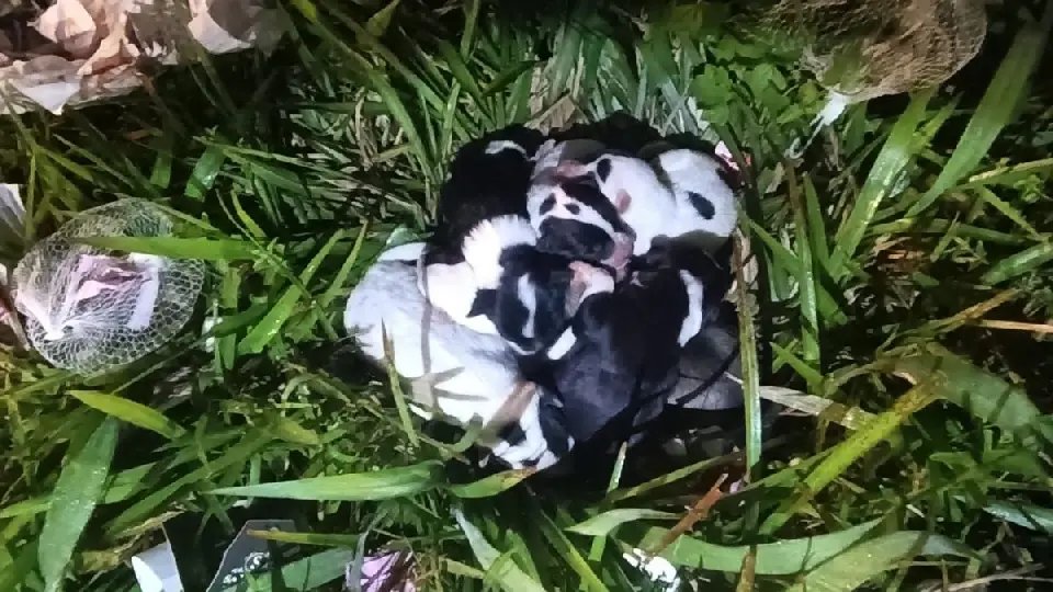 Bombeira entra no bueiro e resgata filhotes de cachorro abandonados