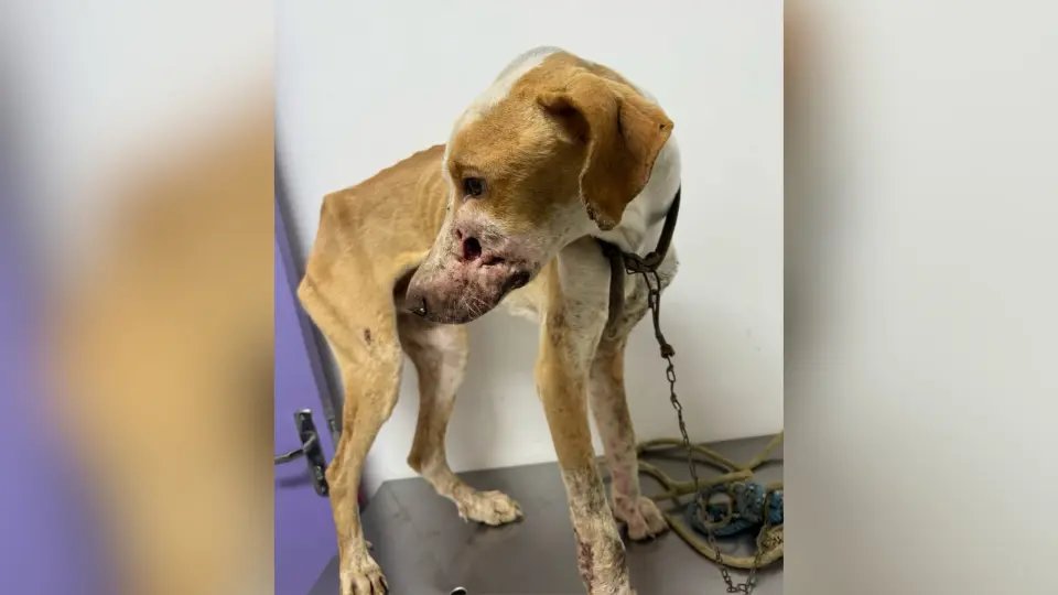 (VÍDEO) Cenário de maus-tratos choca ao mostrar cão desnutrido e lesionado