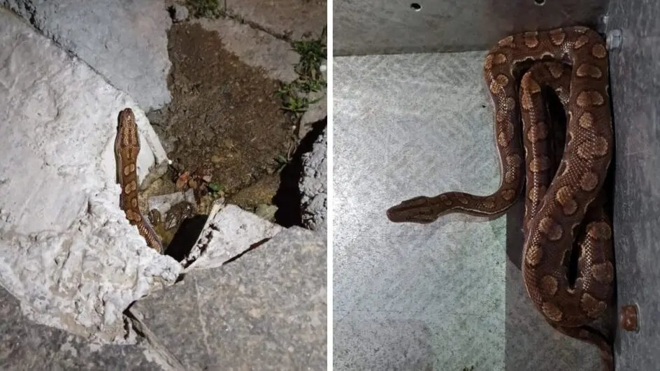 Bombeiros resgatam jiboia-arco-íris no Centro de Itapema