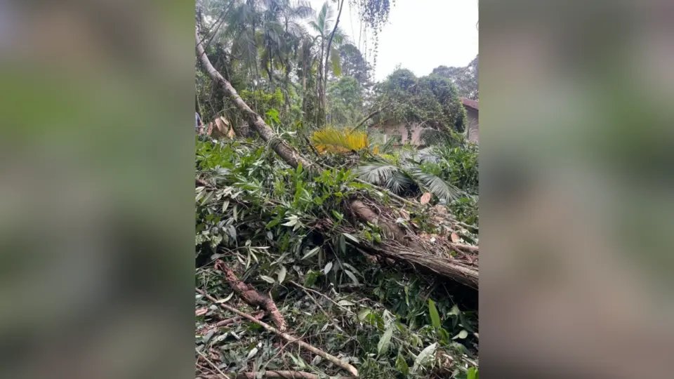 Ameaçado de extinção: pés de palmito-juçara são desmatados em área de vegetação nativa