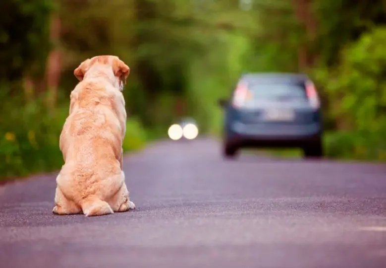 Tutores que abandonarem seus animais poderão ter a CNH suspensa