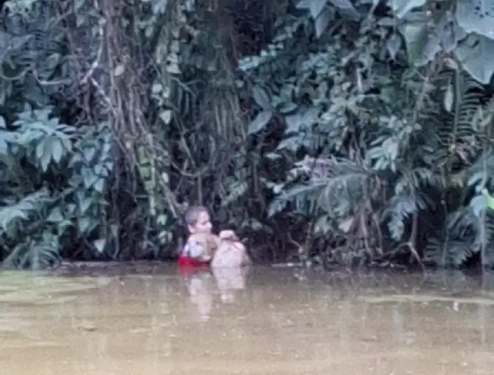 Bombeiros resgatam cão preso em cipó às margens de lagoa em Brusque