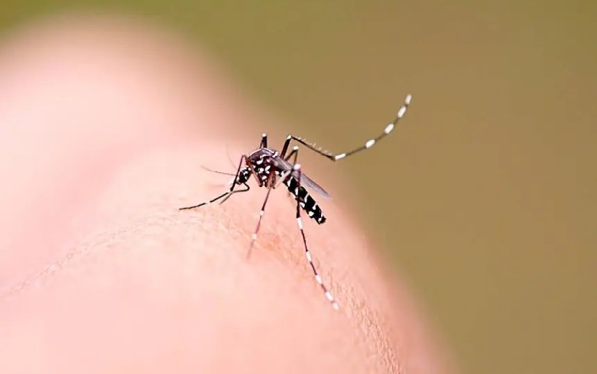 Guarani receberá pulverização contra a dengue nesta segunda