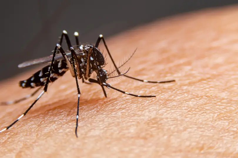Azambuja receberá pulverização contra a dengue nesta quarta