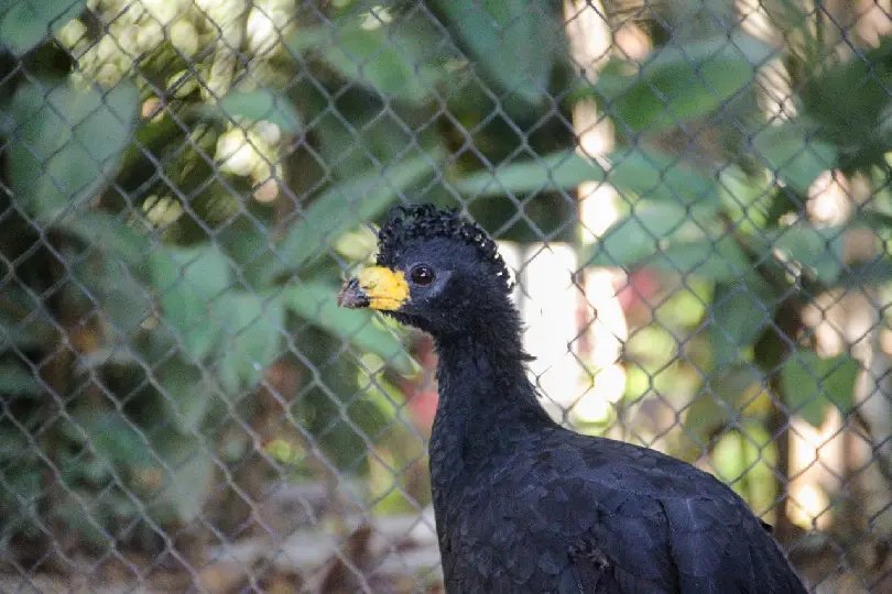 Conheça Muçum o novo morador do Zoobotânico de Brusque