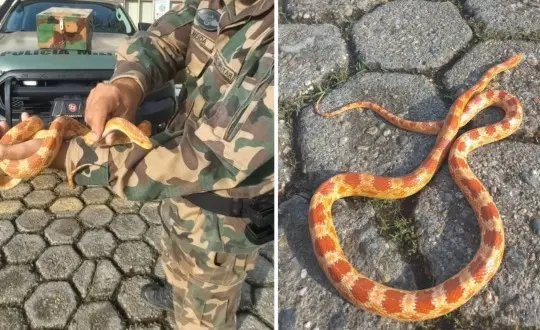 Polícia Ambiental recolhe cobra norte-americana em bairro de Itajaí