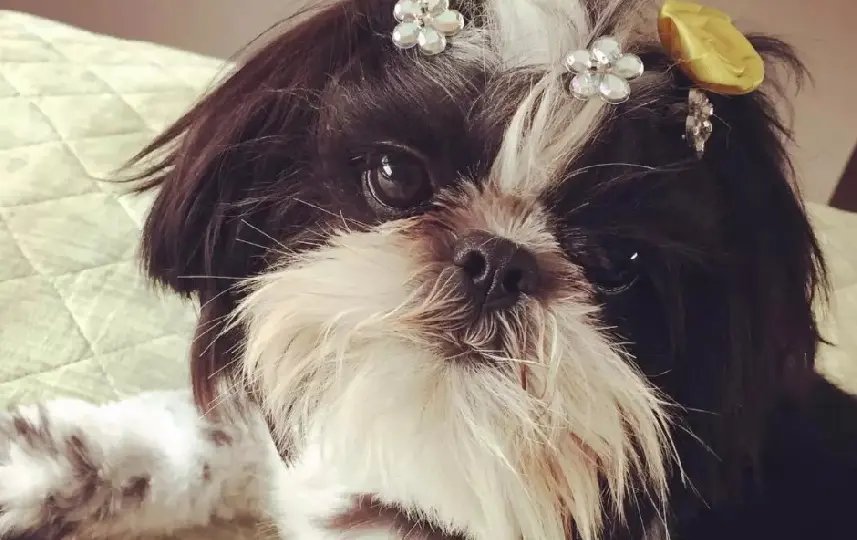Negligência em pet shop: morte de cadela leva a indiciamento por maus-tratos