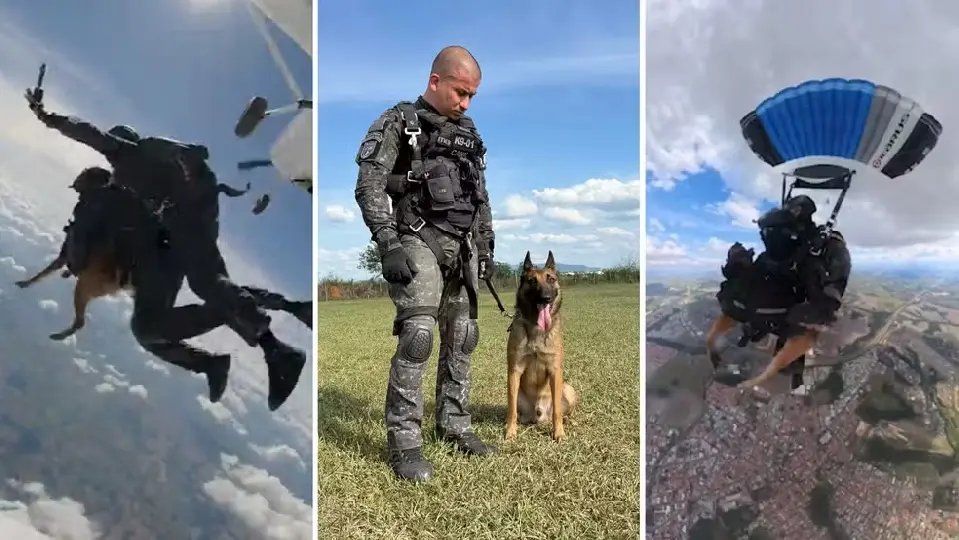 (VÍDEO) Cão da PM realiza primeiro salto de paraquedas entre cães policiais do Brasil