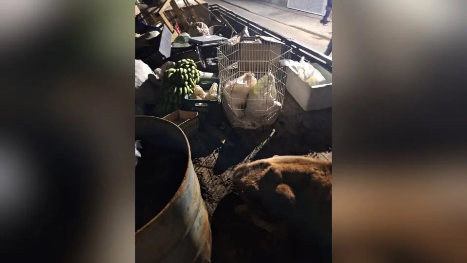 24 animais são resgatados de situação de maus-tratos