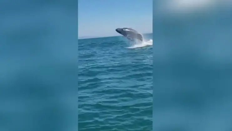 (VÍDEO) Pescador detalha encontro inesquecível com baleia em entrevista à Cidade FM