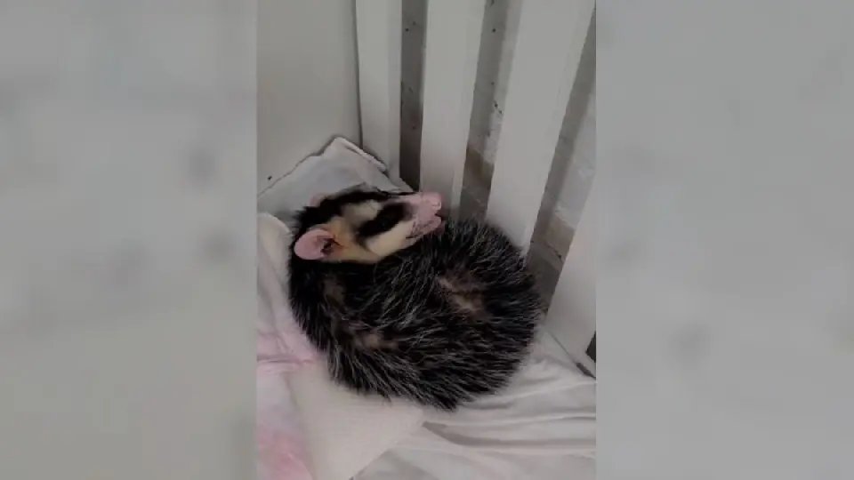 Gambá invade creche para tirar um “cochilo” em lugar inusitado