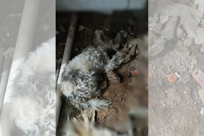 Cão vítima de maus-tratos é resgatado em imóvel sem condições