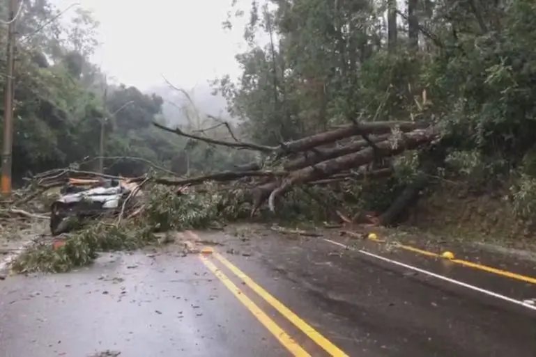Tragédia no Sul: Árvores, pontes e vidas levadas pela tempestade