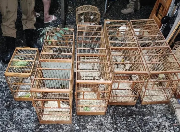Operação desarticula esquema de tráfico de aves silvestres