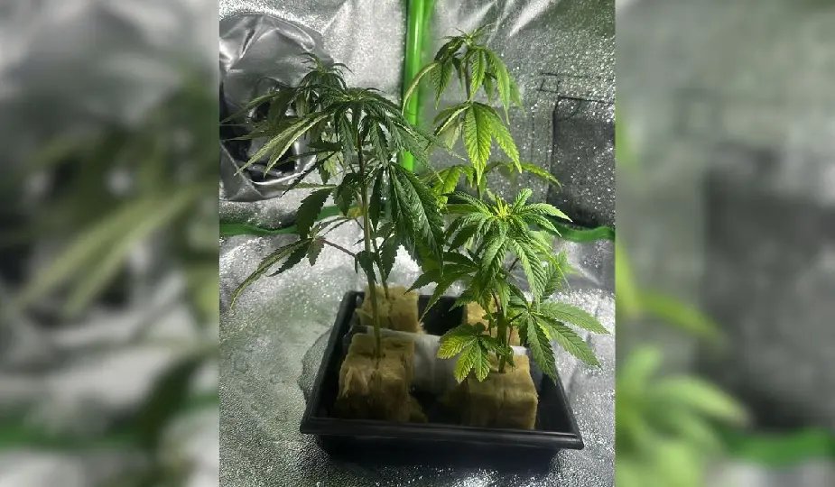 PF e Anvisa deflagram operação contra tráfico internacional de haxixe