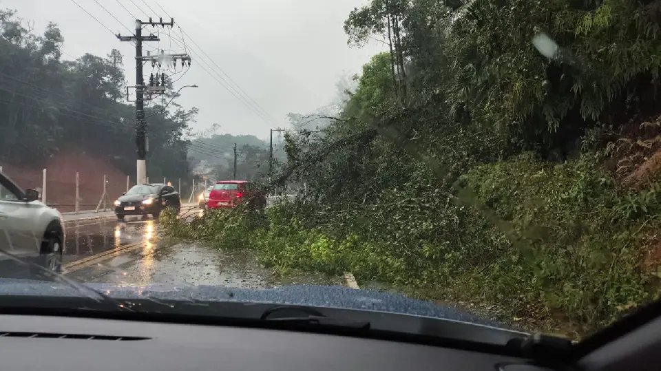 Trânsito parcialmente bloqueado após queda de árvore na Primeiro de Maio 