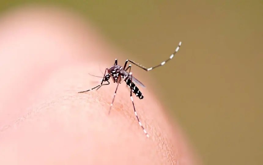 Limeira recebe pulverização contra a dengue nesta quinta